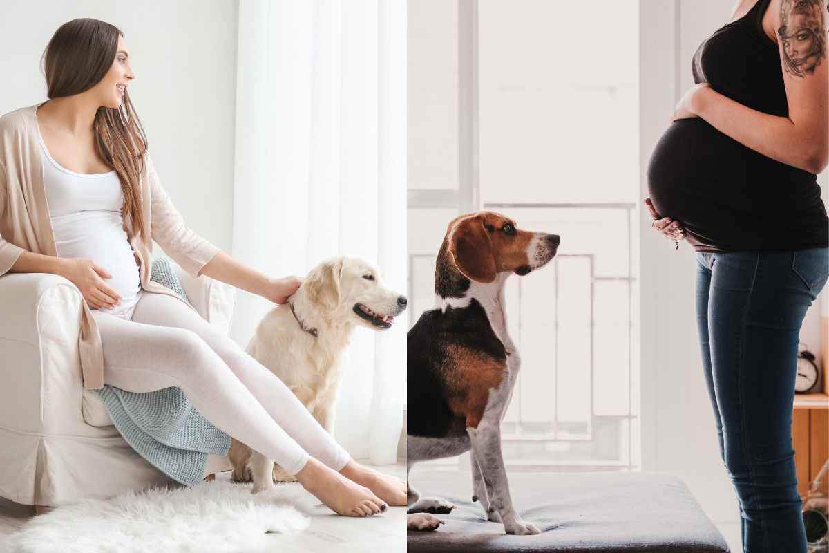 La domanda che tutte le gestanti si pongono è: ma il mio cane riesce veramente a sentire il mio bambino? La risposta è sconvolgente