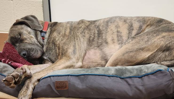 Cane assopito soffre la solitudine nel canile