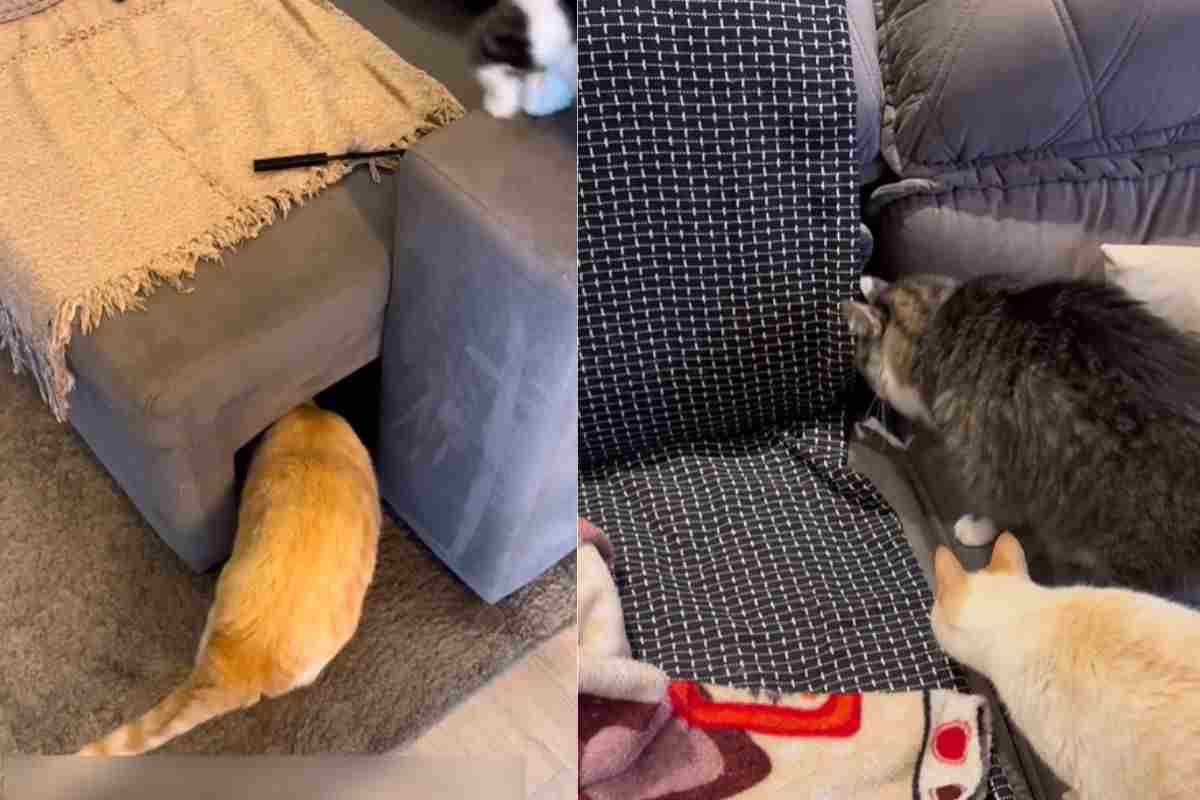 Scoperta sorprendente: dopo aver acquistato il divano nuovo sono stati proprio i loro gatti a scoprirlo e utilizzarlo 