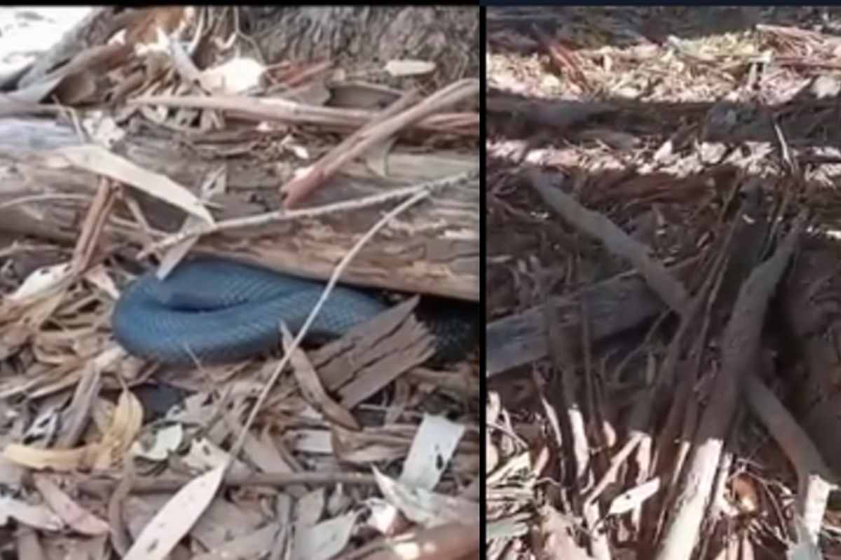 serpente sotto al tronco