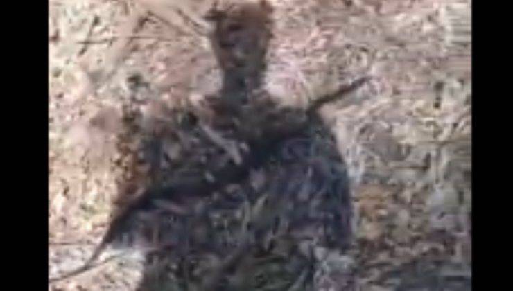 serpente passa sull'ombra dell'uomo