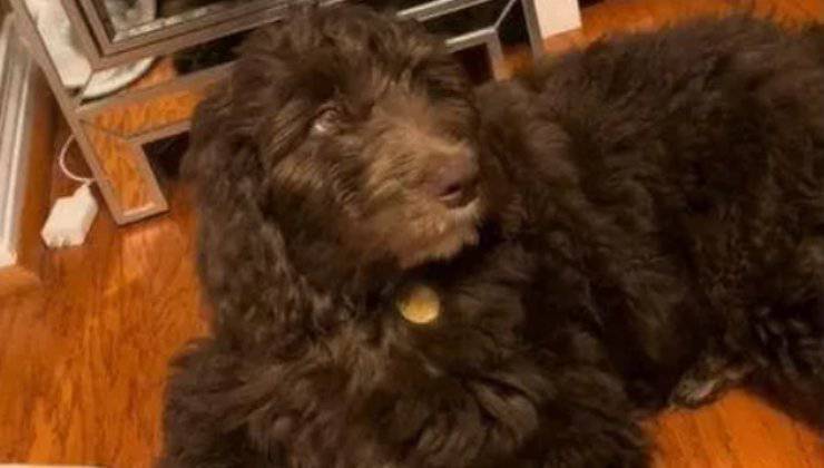 cagnolino Doodle da cucciolo