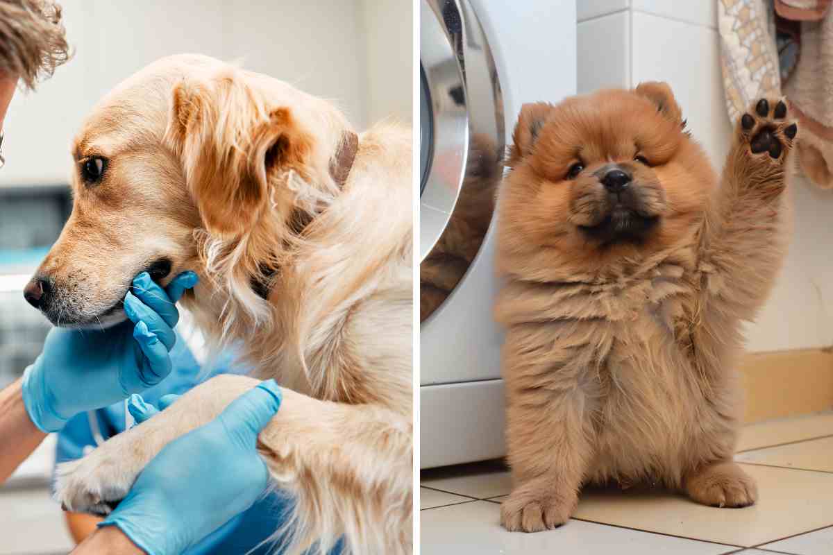 Perché il mio cane alza la zampa anteriore? C'è un motivo?