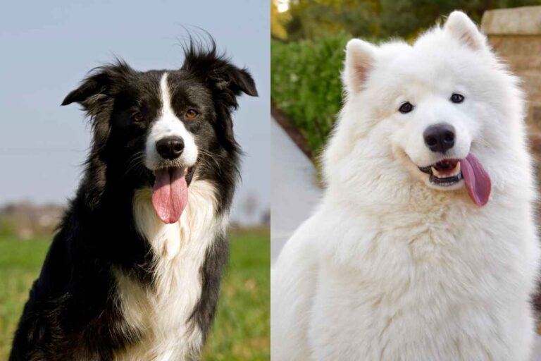 WEVENI Orecchini Pendenti A Forma Di Cane Da Pastore, In Acrilico, Ipoallergenici, Marrone, Per Donne E Ragazze, Regalo