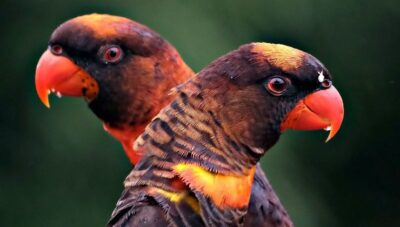 Una coppia di animali identici tra loro nella natura