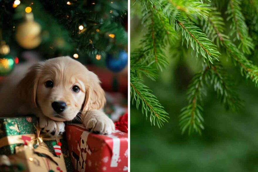 cane sotto l'albero di Natale