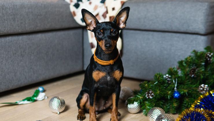 cane e albero distrutto