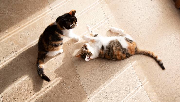 gatti in casa tranquilli 