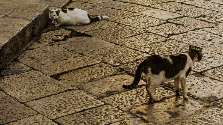 due gatti in strada