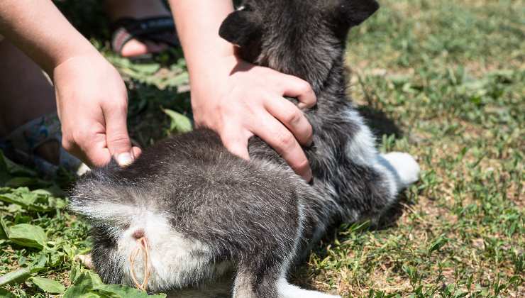 controllo della coda