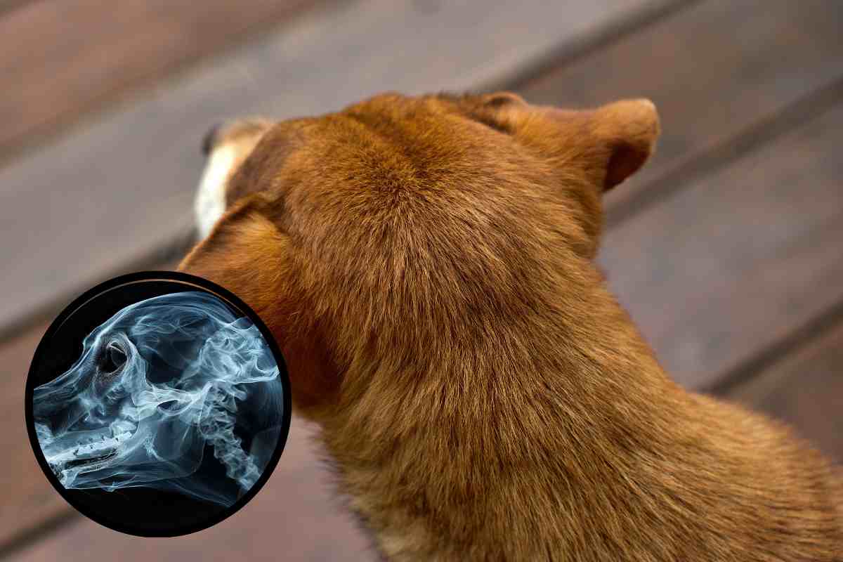 Perché la parte superiore della testa del mio cane è gonfia?