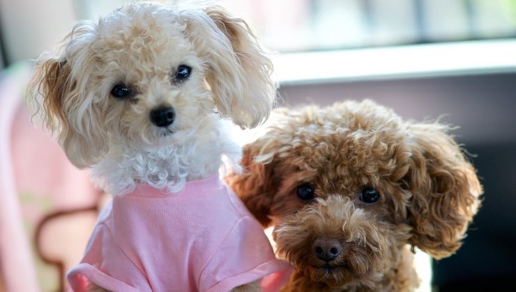 Coppia di cani che abbaiano spesso nell’appartamento luminoso