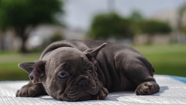 Cucciolo di cane sdraiato nella natura 