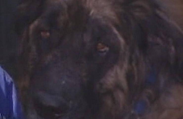 Sid il cane destinato all'eutanasia