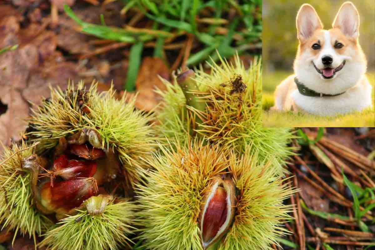 Cane Corgi vede delle castagne in natura