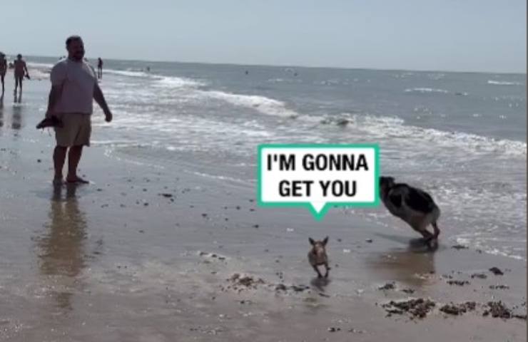 Chihuahua vs. Pastore Tedesco (1)