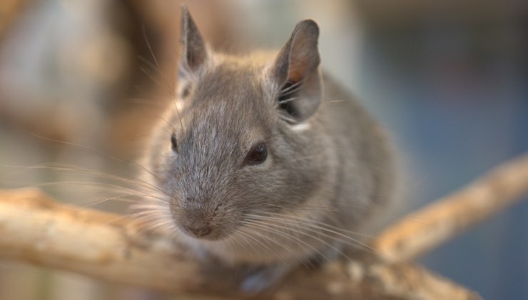 Cincillà in casa su una struttura in legno 
