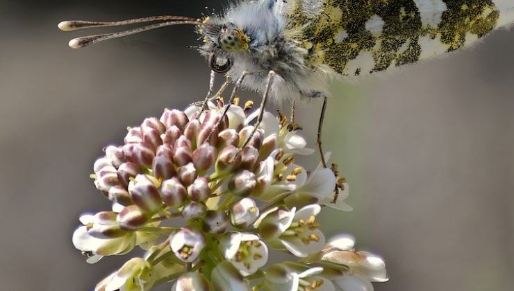 Grande farfalla bianca posata su un fiore