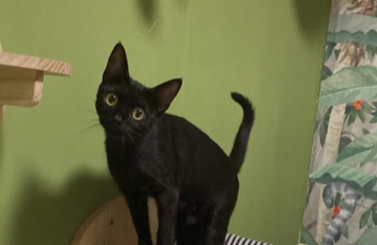 Gatto sano e in salute