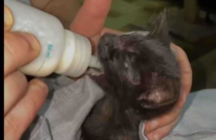 gattino allattato con latte artificiale