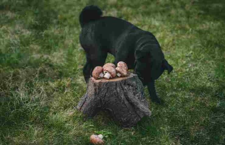 Cane annusa funghi