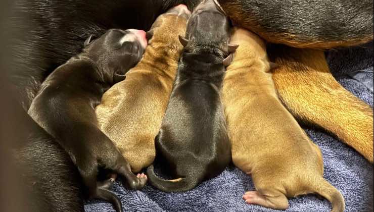 Cuccioli di Rottweiler appena nati accanto a mamma cane 