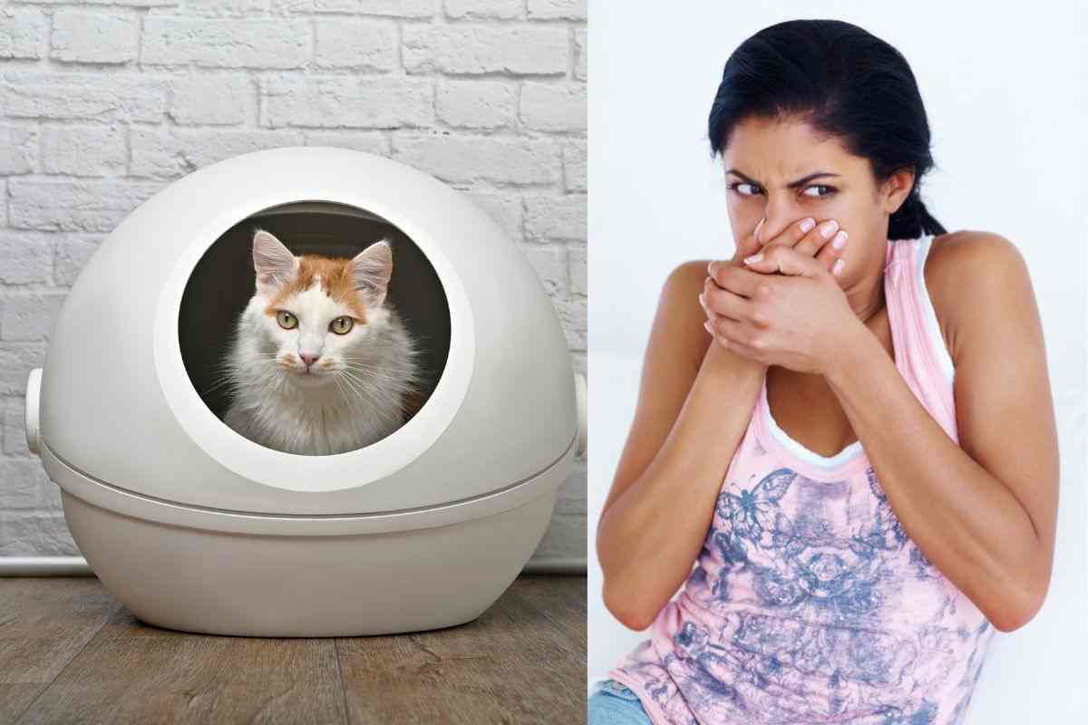 Lettiera chiusa per gatti che puzza