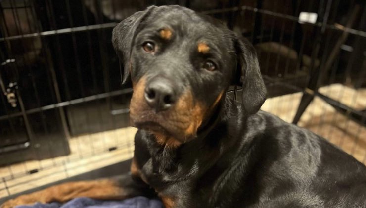 Mamma cane nella gabbia dopo il salvataggio 