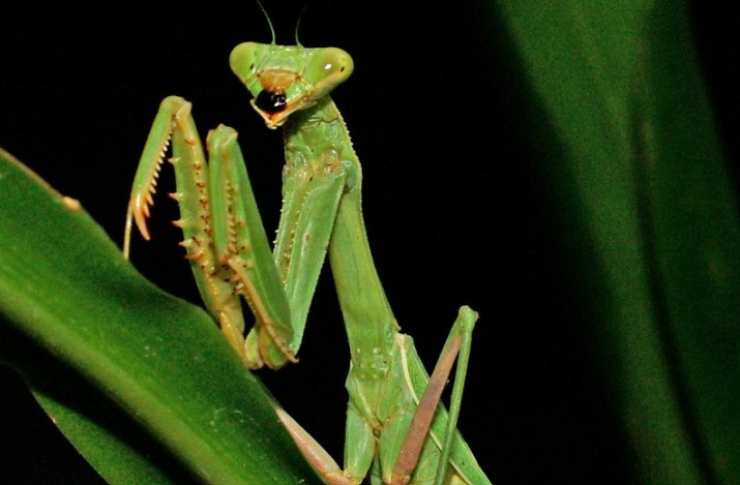 Cosa significa quando incontri una mantide religiosa? 