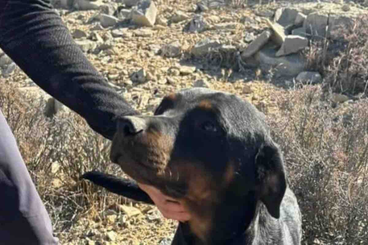 Cane appena salvato da un uomo nel deserto californiano