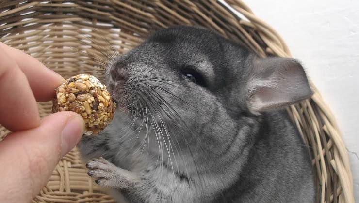 Uomo che offre un dolcetto al cincillà 