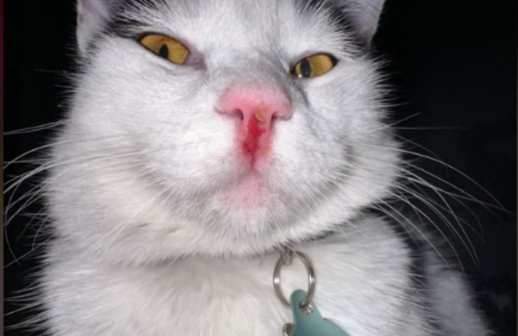 Gatto con la lesione al muso