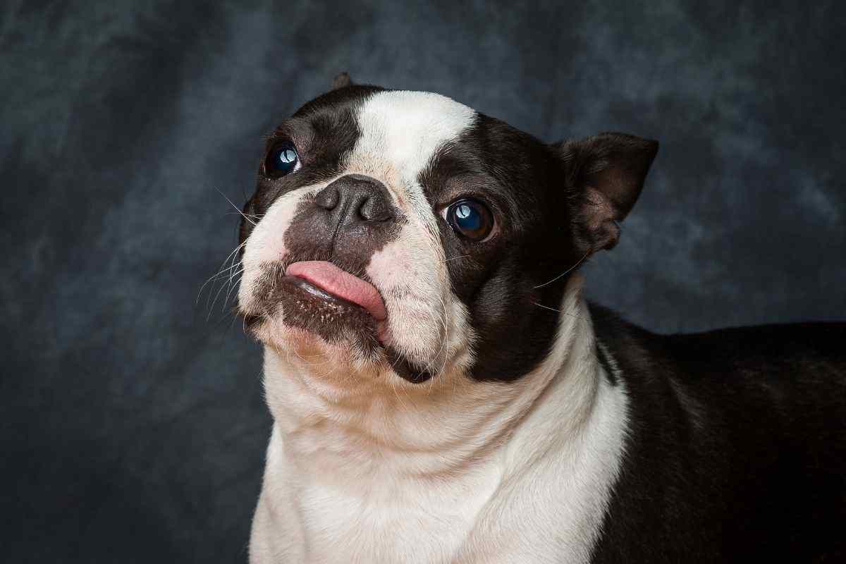 boston terrier