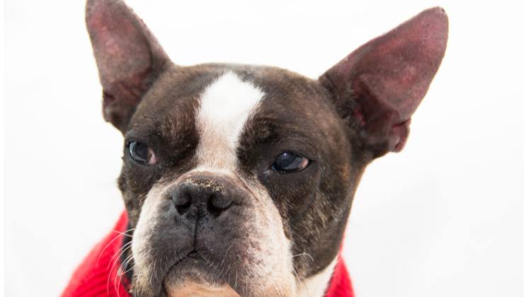 cagnolino arrabbiato