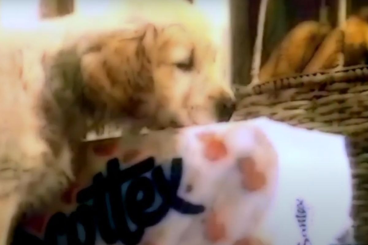 Cane della pubblicità Scottex: nome, razza, caratteristiche e curiosità