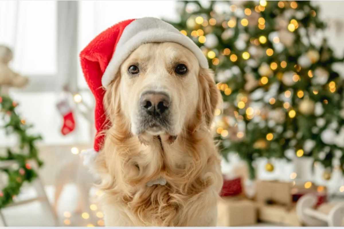 cane e albero di natale