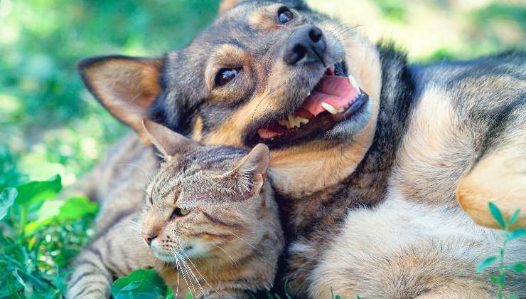 cane e gatto a terra
