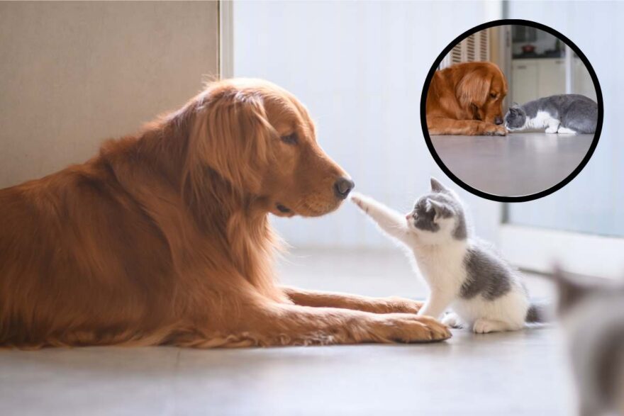 cane e gatto giocano