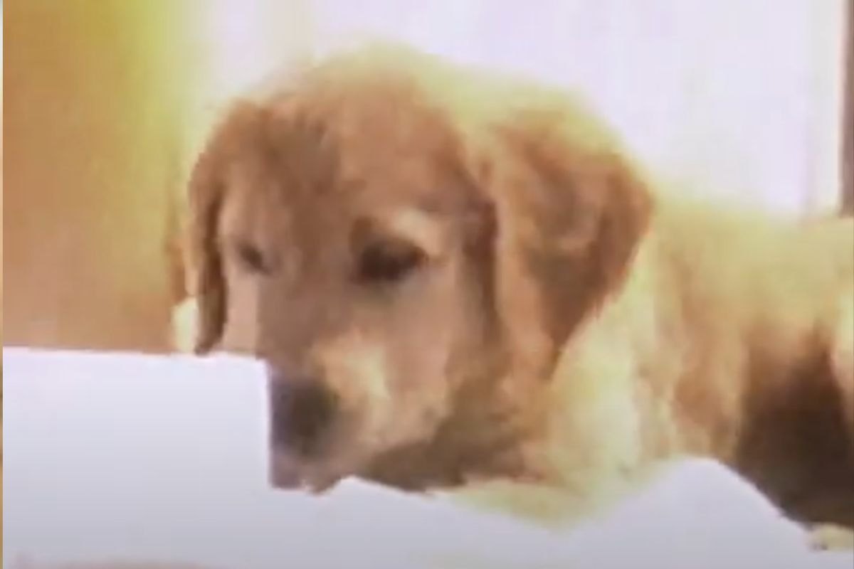 cane gioca col rotolo di carta