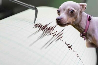 cane impaurito terremoto
