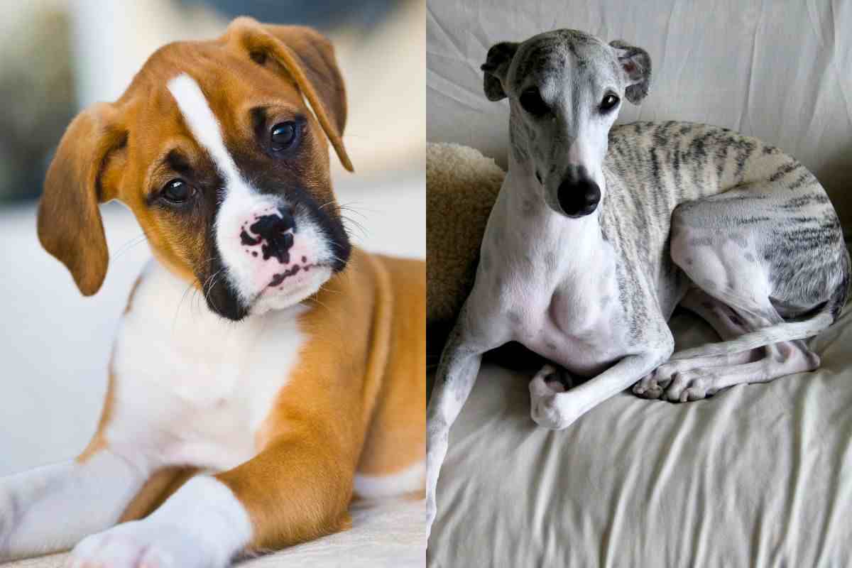 boxer e whippet