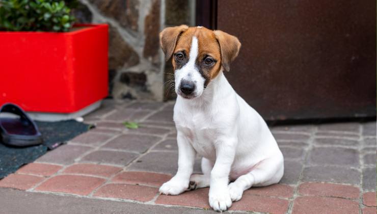 cucciolino arrabbiato