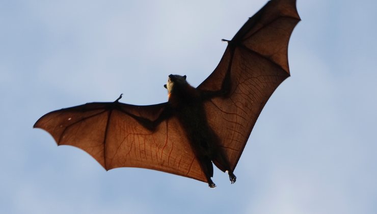 pipistrello che vola