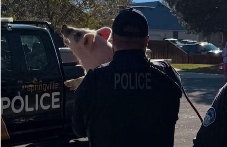 polizia acciuffa il maialino