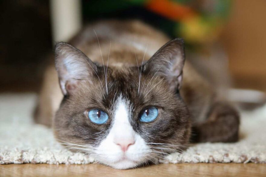 gatto razza snowshoe