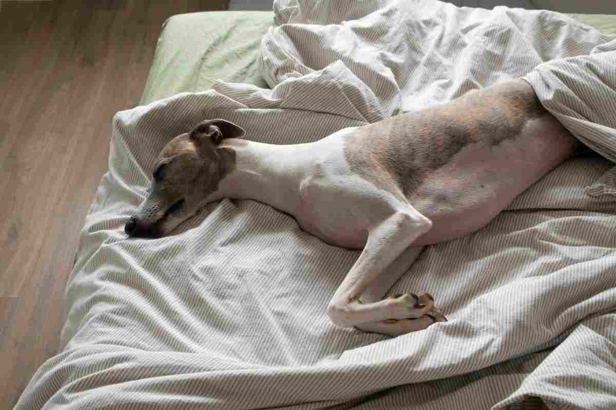 whippet