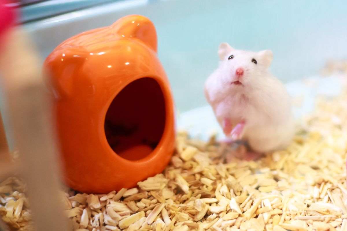 Accessorio nella gabbia