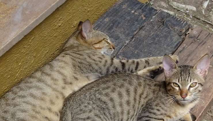 Coppia di gatti discendenti del gatto più piccolo 