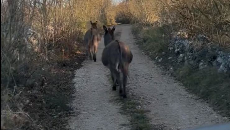 Coppia di asini che camminano sulla strada sterrata 