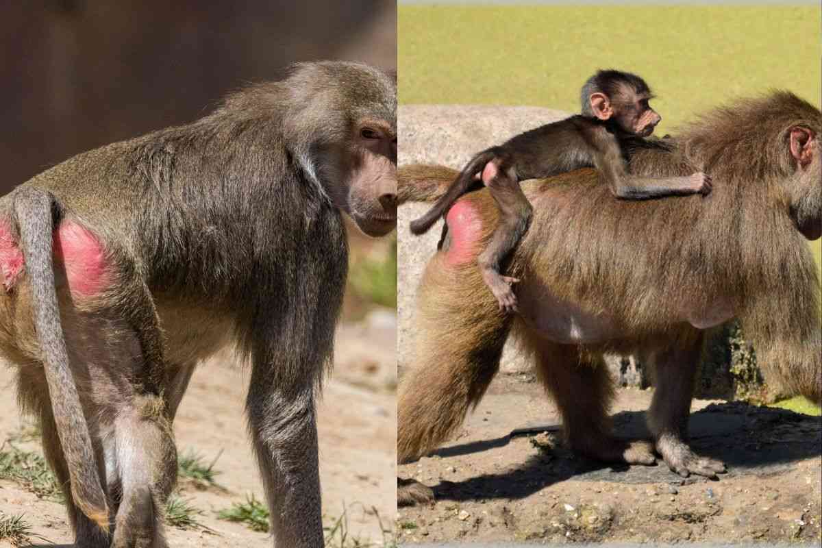Perché i babbuini hanno il sedere rosso: cosa è importante sapere